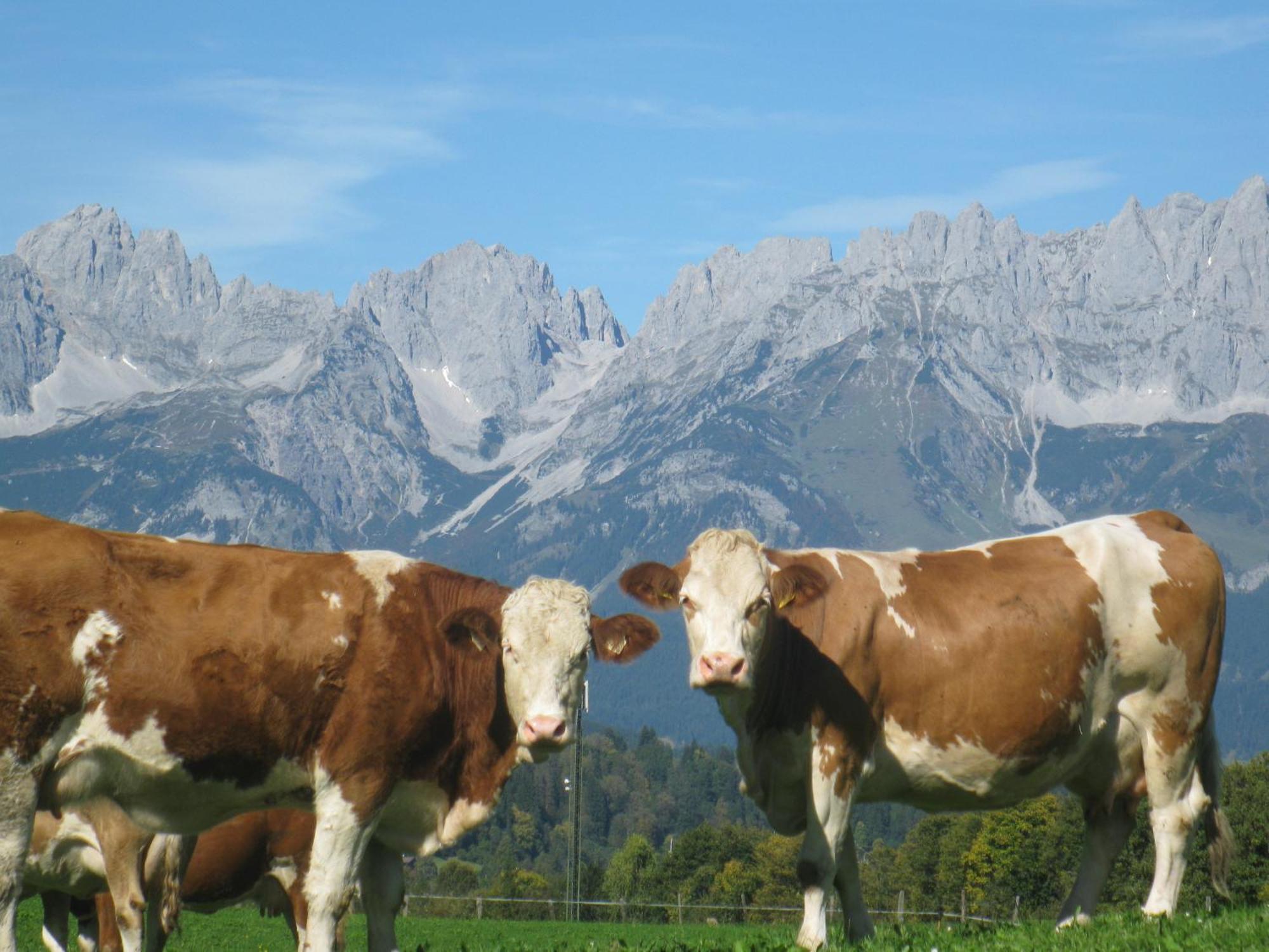 Malernhof Bed & Breakfast Kitzbuhel Ngoại thất bức ảnh
