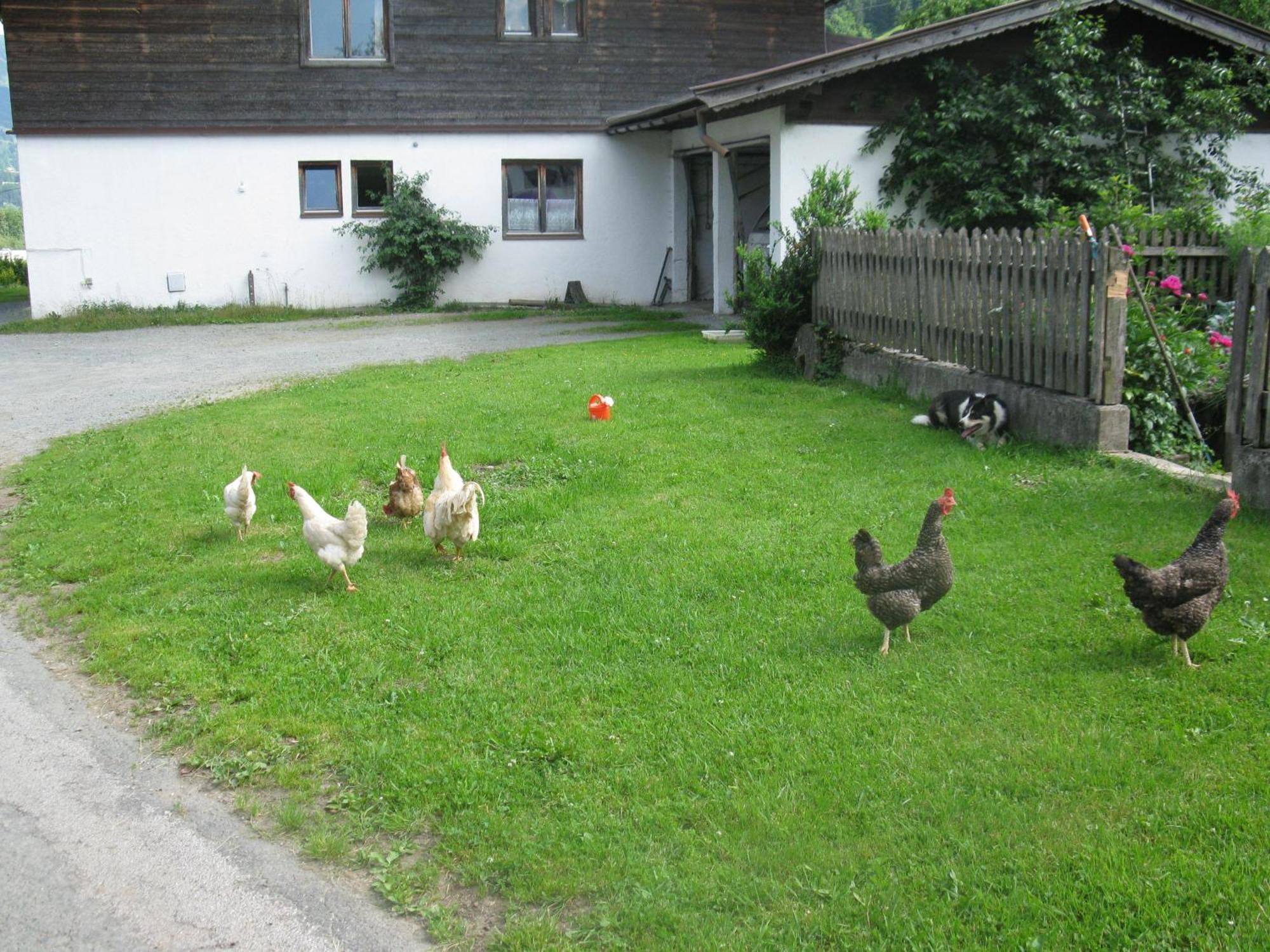 Malernhof Bed & Breakfast Kitzbuhel Ngoại thất bức ảnh
